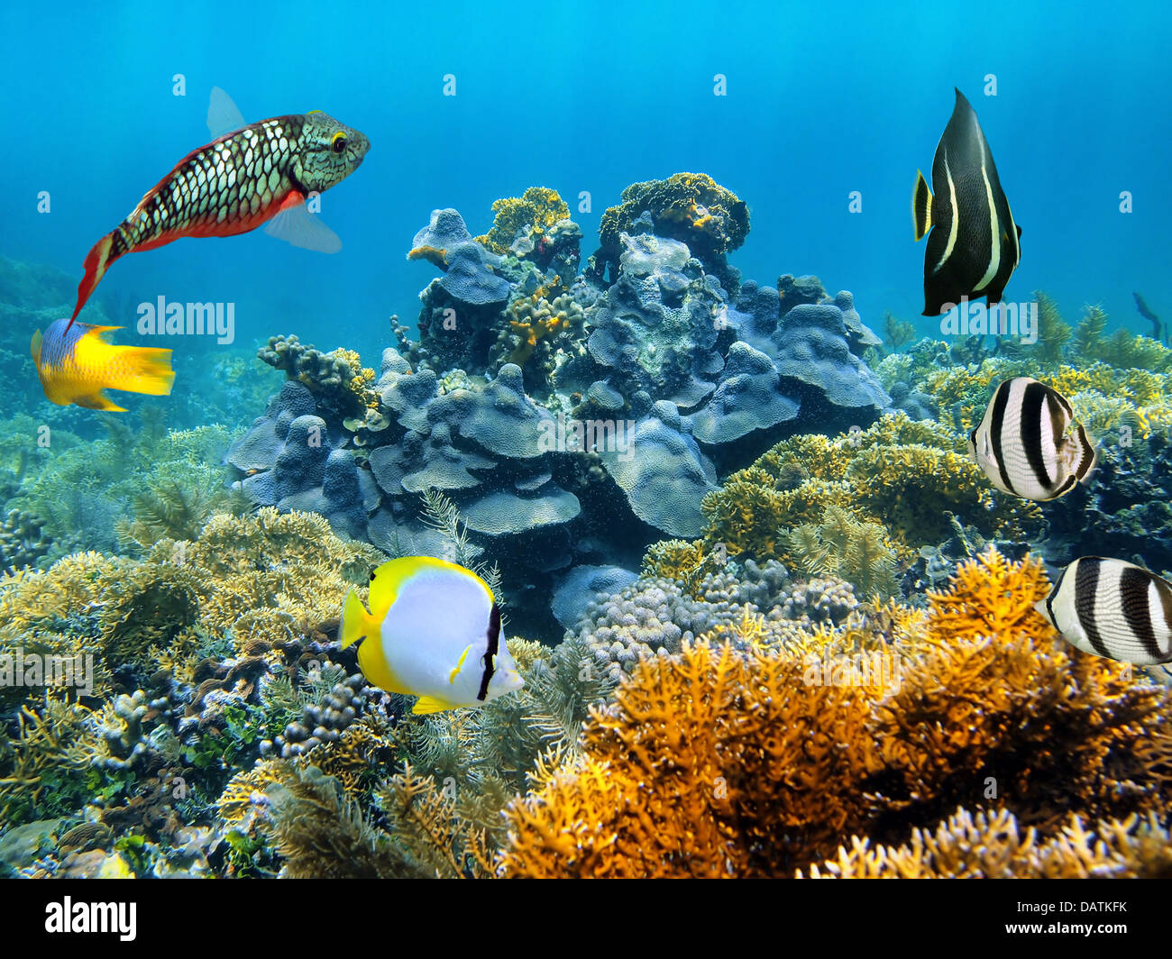 Santé des récifs de corail avec des poissons tropicaux colorés, mer des Caraïbes Banque D'Images