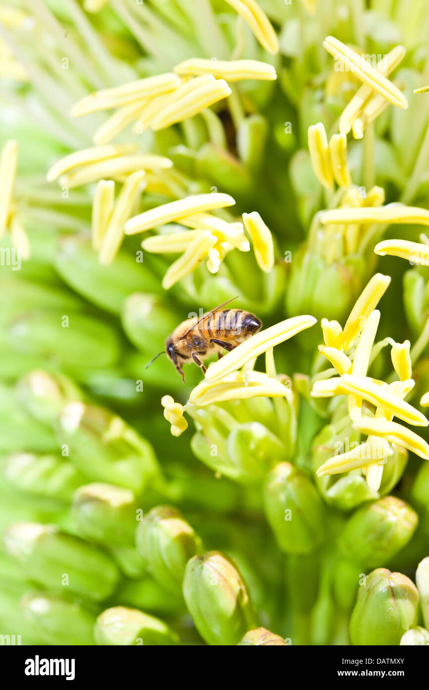Une abeille collecte le pollen des fleurs sur une plante d'agave. Banque D'Images