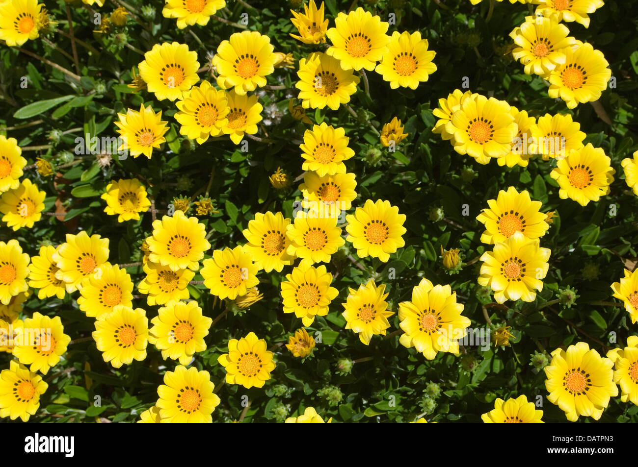 Gazania jaune fleurs formant un couvre-sol. Banque D'Images