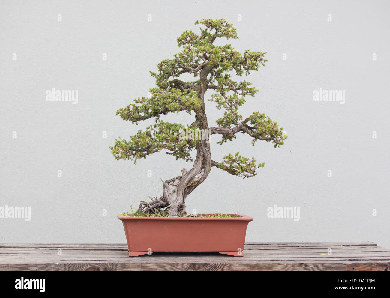 Une grande variété de plantes bonsai sont placées dans le jardin de fleurs Banque D'Images