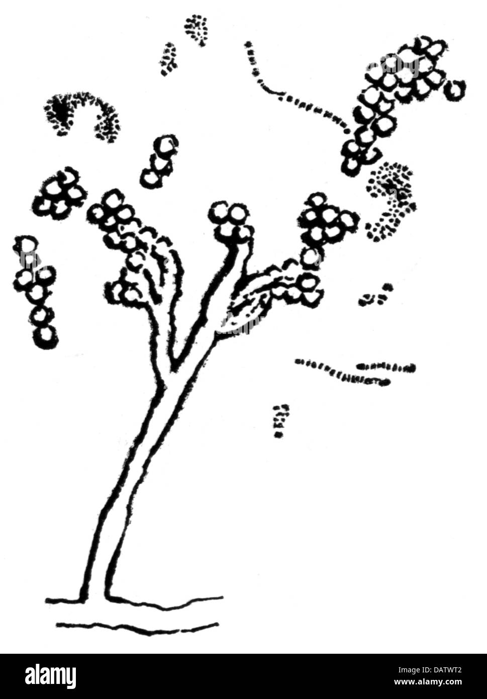 Médecine, médicament, pénicilline, penicillium notatum, dessin, graphique, graphique, graphique, champignon, champignon, moisissure, moisissure, mildew, Alexander Fleming (1881 - 1955), antibiotique, antibiotiques, médecine, médicaments, médicament, médicament, médicament, historique, historique, historique, 20th Century, droits additionnels-Clearences-non disponible Banque D'Images