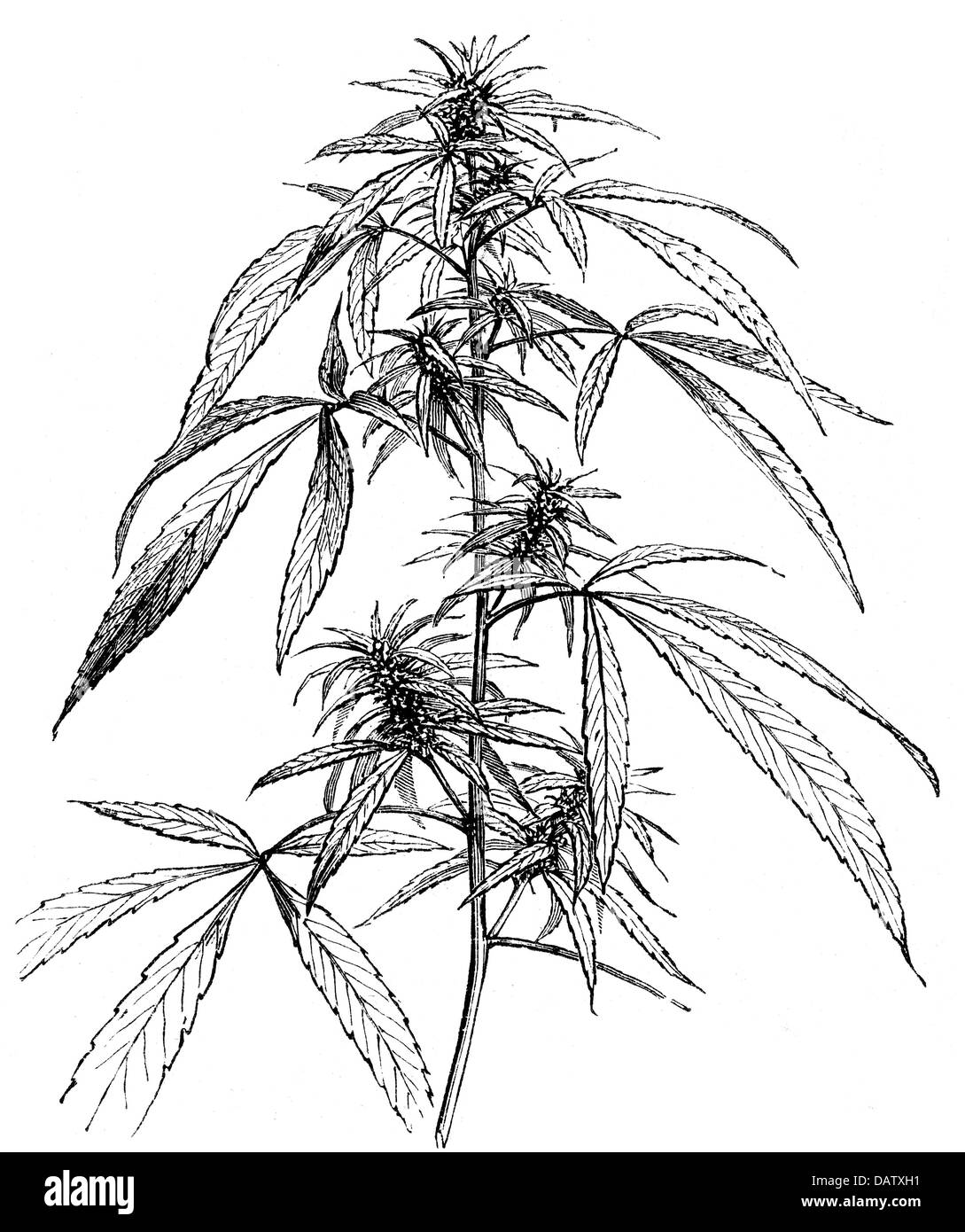 botanique, chanvre (cannabis), plante féminine, fleurs, racines et semences, gravure de bois, 19e siècle, feuille, feuilles, racine, cannabis, stupéfiants, drogues, stupéfiants, plantes médicinales, plantes, historique, historique, coupure, coupures, droits additionnels-Clearences-non disponible Banque D'Images