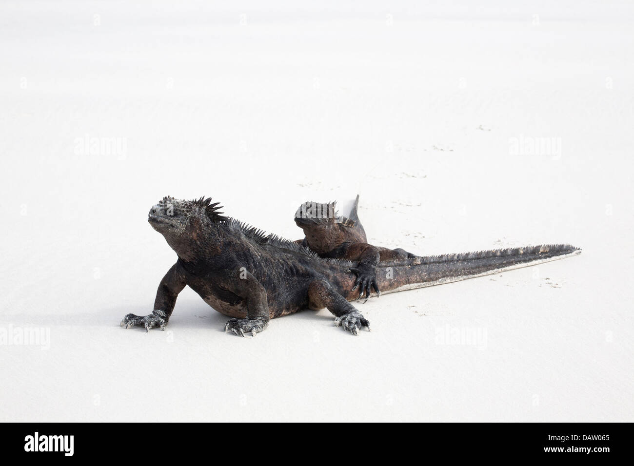 Iguanes marins (Amblyrhynchus cristatus) exposer au soleil sur le sable ensemble pour conserver la chaleur du corps Banque D'Images