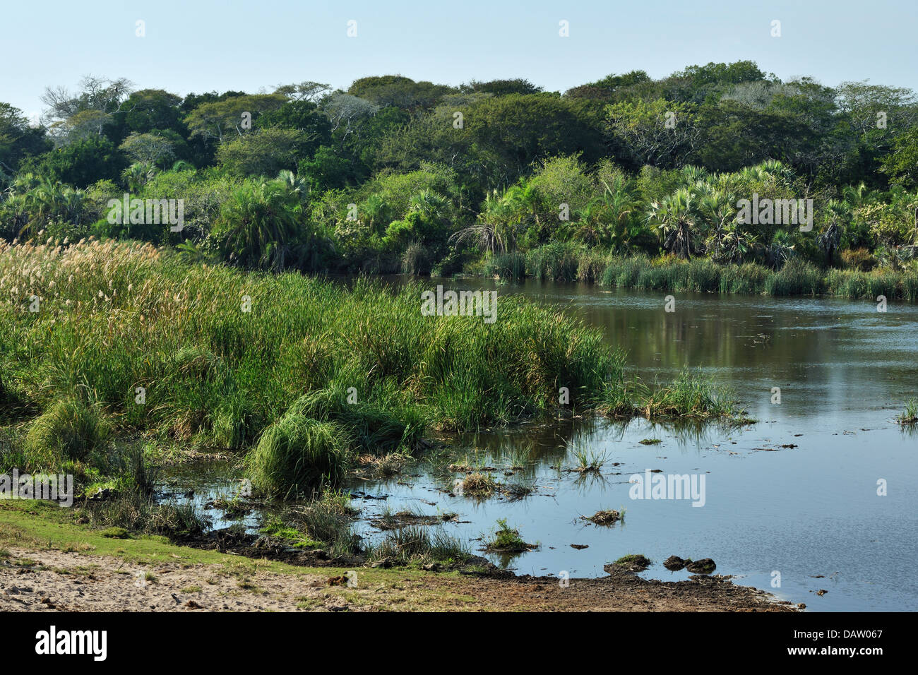 La rivière Muzi dans le Tembe Elephant, Afrique du Sud Banque D'Images