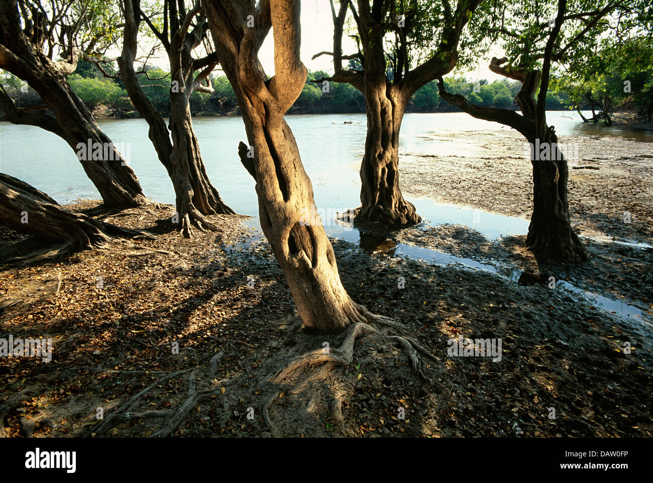 Waterpear arbres sur la rive de la Lufupa par National, Zambie Banque D'Images