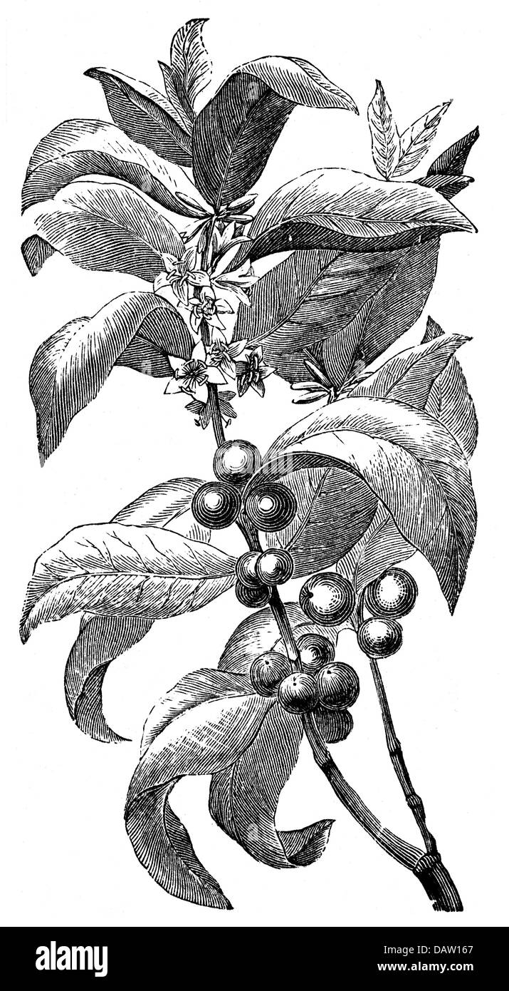 botanique, café (Coffea), plante aux fleurs, feuilles et fruits, gravure en bois du XIXe siècle, plante à café, caféier, cerisier, cerises de café, fleur, Rubiaceae, drupe, fruits drupacés, drupes, fruits, historique, historique, droits additionnels-Clearences-non disponible Banque D'Images