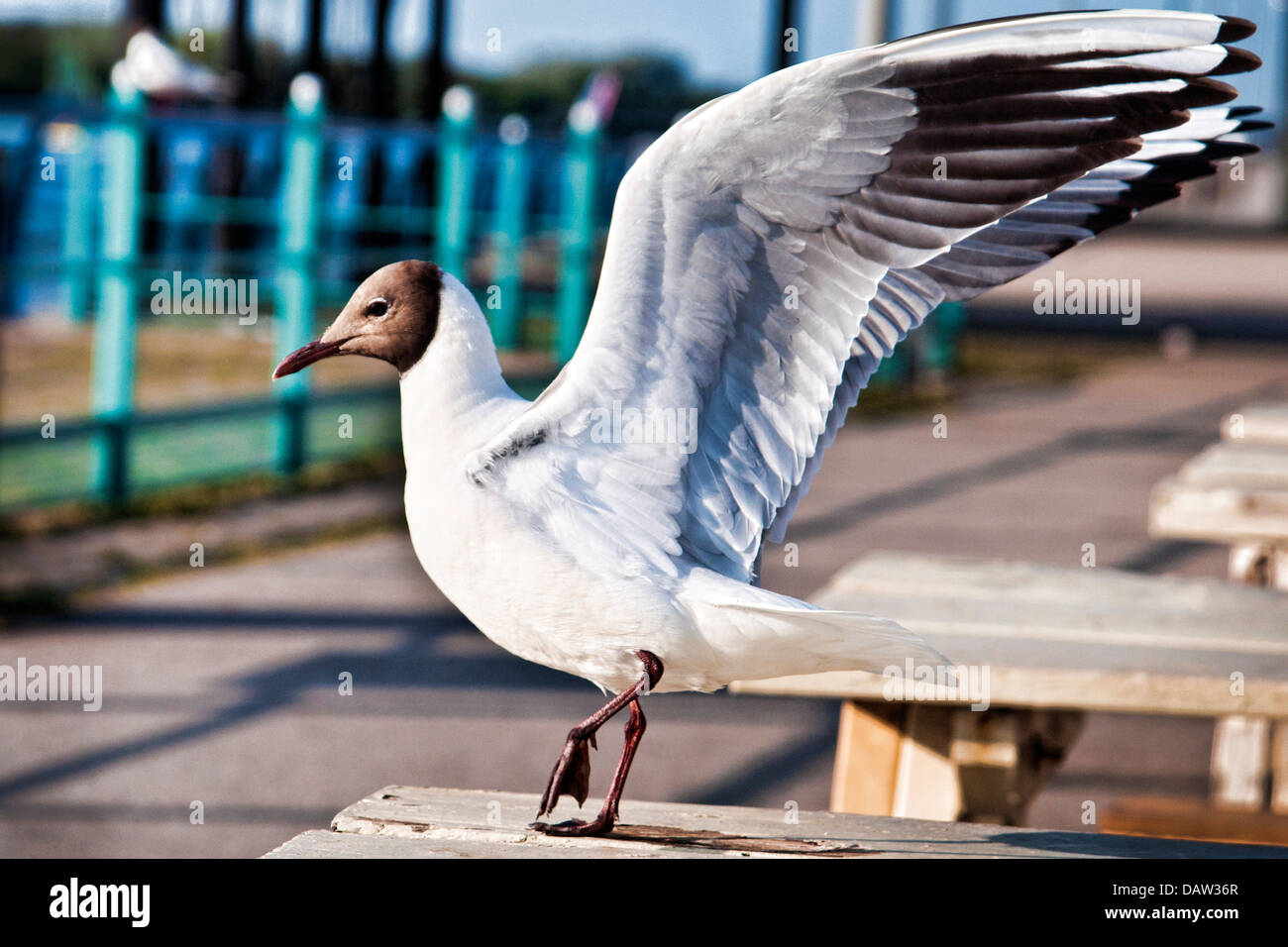 Une belle mouette au bord de mer à Southport est prêt pour le vol. Banque D'Images