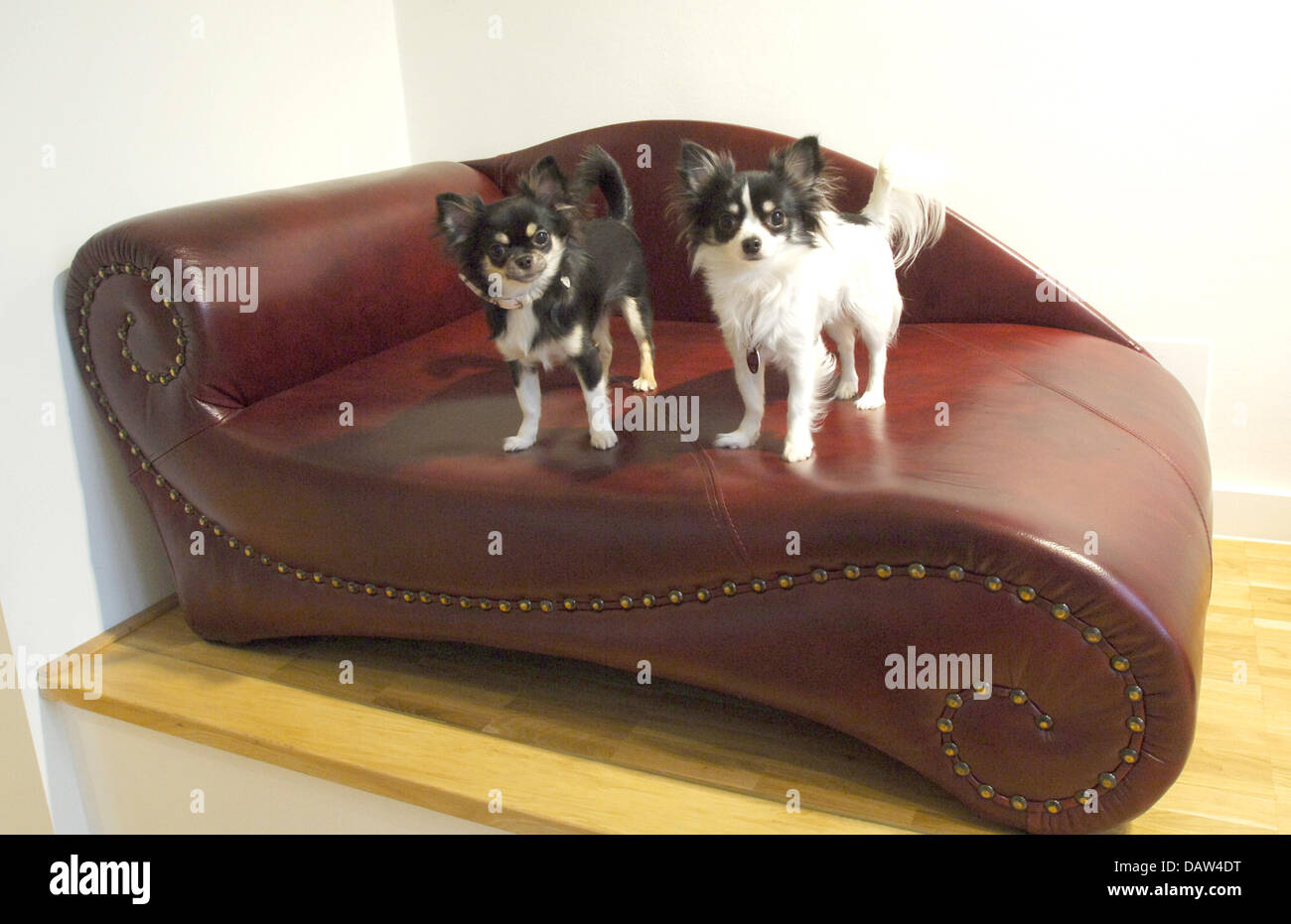 Chiens Chihuahua Kira et Chiara s'asseoir sur un canapé en cuir chic au 'V.I.Animaux domestiques - les produits de luxe et des aliments pour animaux domestiques" de Hamburg, Allemagne, 30 janvier 2007. Mobilier de luxe et exclusive colthes, fragrances, posh neckbands et laisses ainsi que des bols d'alimentation deviennent nécessaires pour le chien de millionnaire. Photo : Wolfgang Langenstrassen Banque D'Images