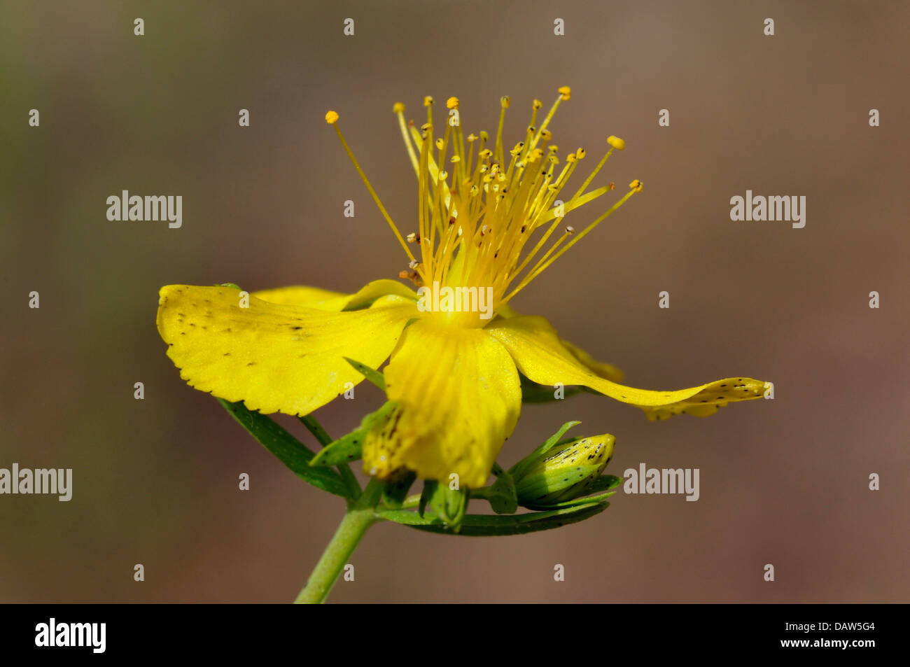 Perforer St John's-millepertuis - Hypericum perforatum Banque D'Images