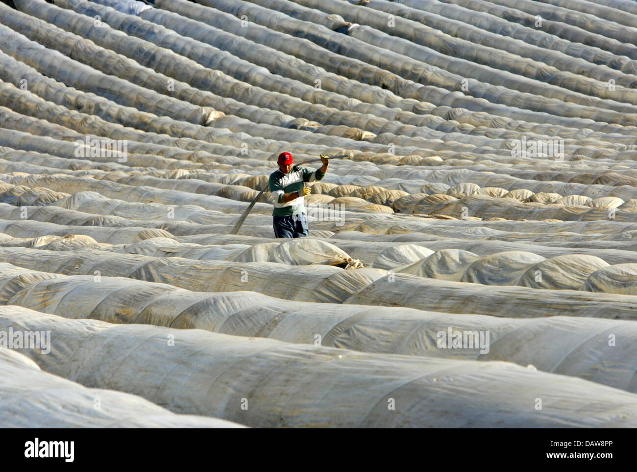 Un travailleur couvre les champs d'asperges avec foils près de Tunsel, Allemagne, mardi, 13 mars 2007. La récolte d'asperges commencera tôt cette année, probablement au plus tard à la fin mars, en raison du temps chaud et une nouvelle technique de plus en plus de feuilles à double couche. Photo : Rolf Haid Banque D'Images