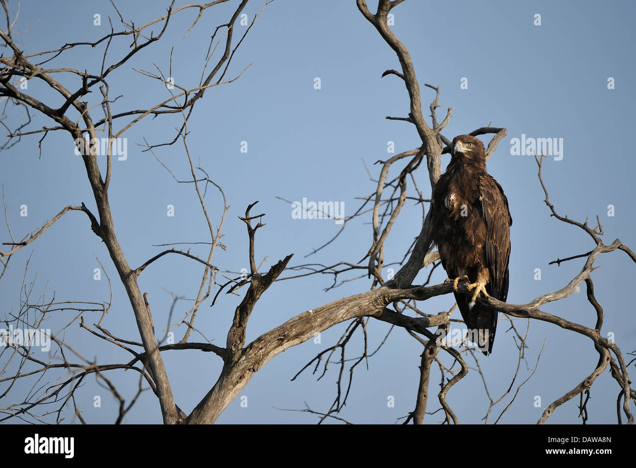 Aigle africain (Aquila rapax) perché sur un arbre mort Masai Mara, Kenya - Afrique de l'Est Banque D'Images