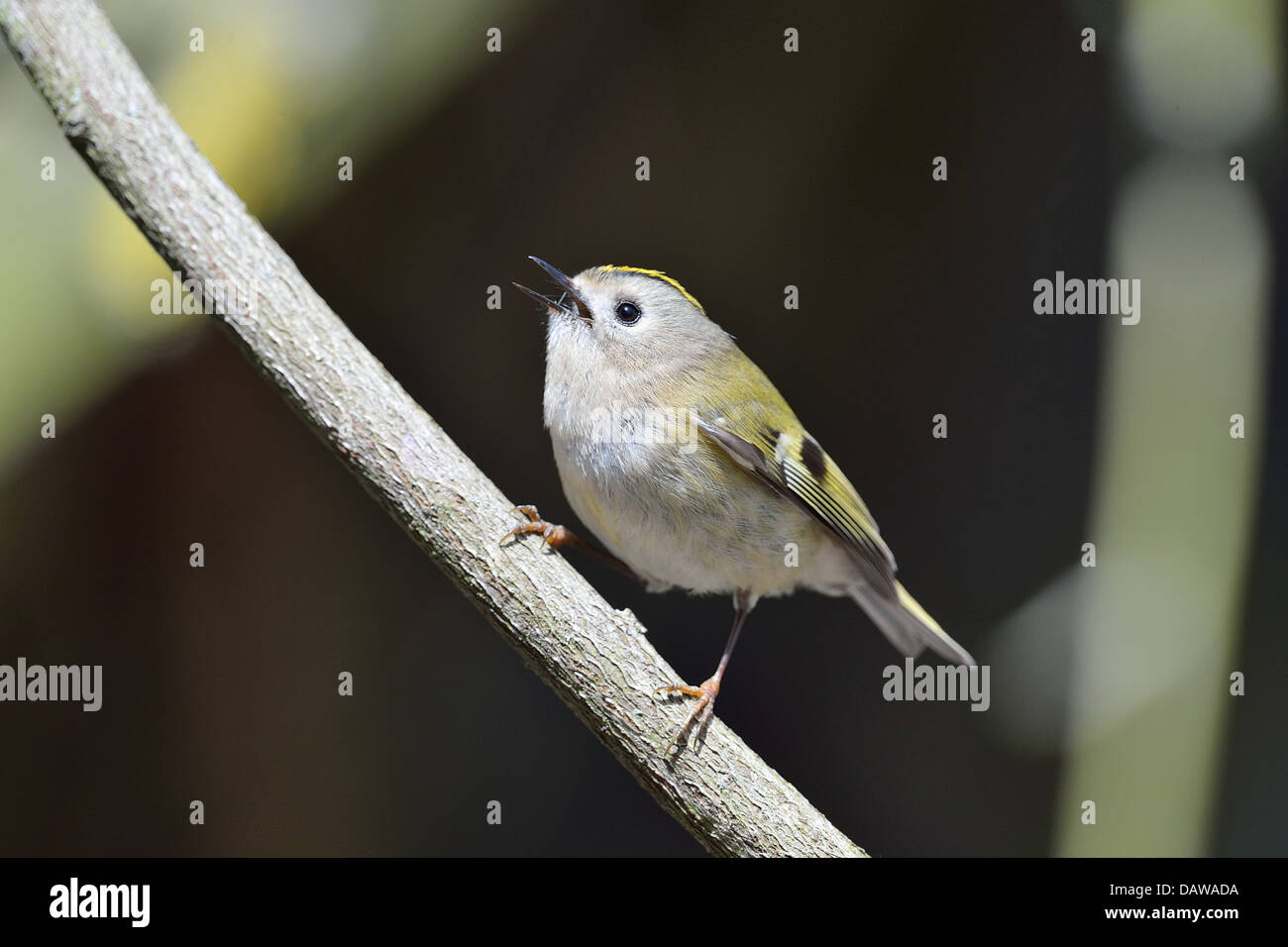 Goldcrest commune européenne - Goldcrest (Regulus regulus) chanter sur une branche Banque D'Images