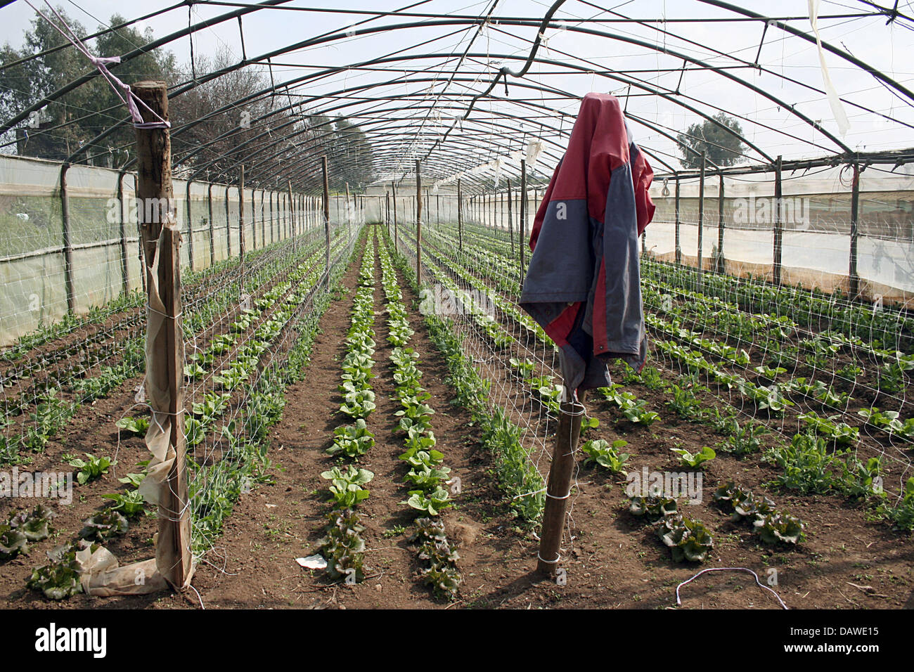 L'intérieur d'une maison verte est photographié à la coop agricole "Agricoltura Nuova' près de Rome, Italie, 17 mars 2007. En 1977 umemployed les agriculteurs et les travailleurs ont fondé la coopérative qui est basée sur les ventes directes, les énergies alternatives, l'agriculture écologique et de détention des animaux dans leur environnement naturel. Photo : Lars Halbauer Banque D'Images