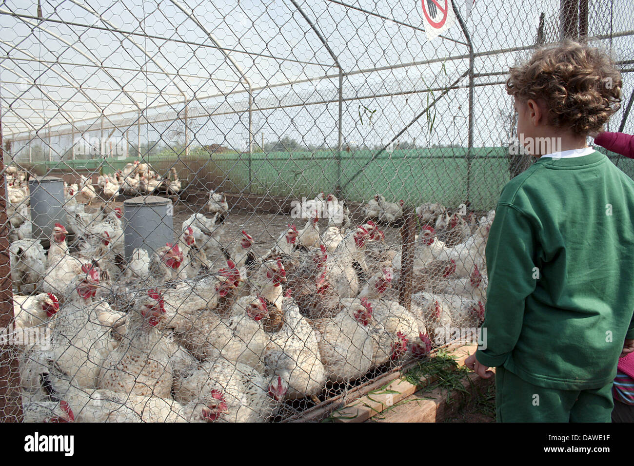 Un garçon regarde poulet fermier dans leur scoop à la coop agricole "Agricoltura Nuova' près de Rome, Italie, 17 mars 2007. En 1977 umemployed les agriculteurs et les travailleurs ont fondé la coopérative qui est basée sur les ventes directes, les énergies alternatives, l'agriculture écologique et de détention des animaux dans leur environnement naturel. Photo : Lars Halbauer Banque D'Images