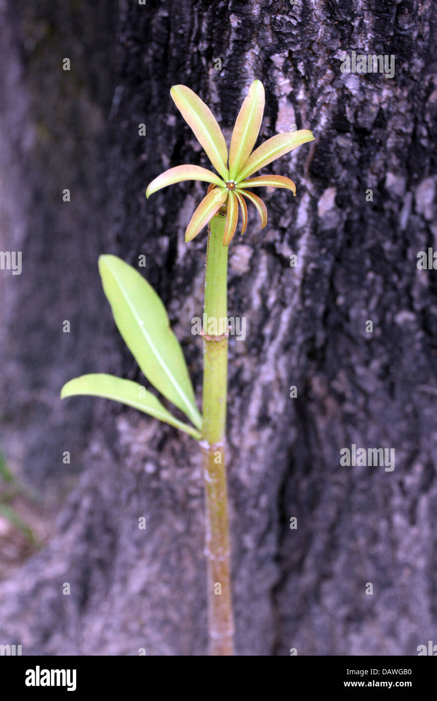 Le petit arbre qui pousse près d'un grand arbre dans le jardin. Banque D'Images