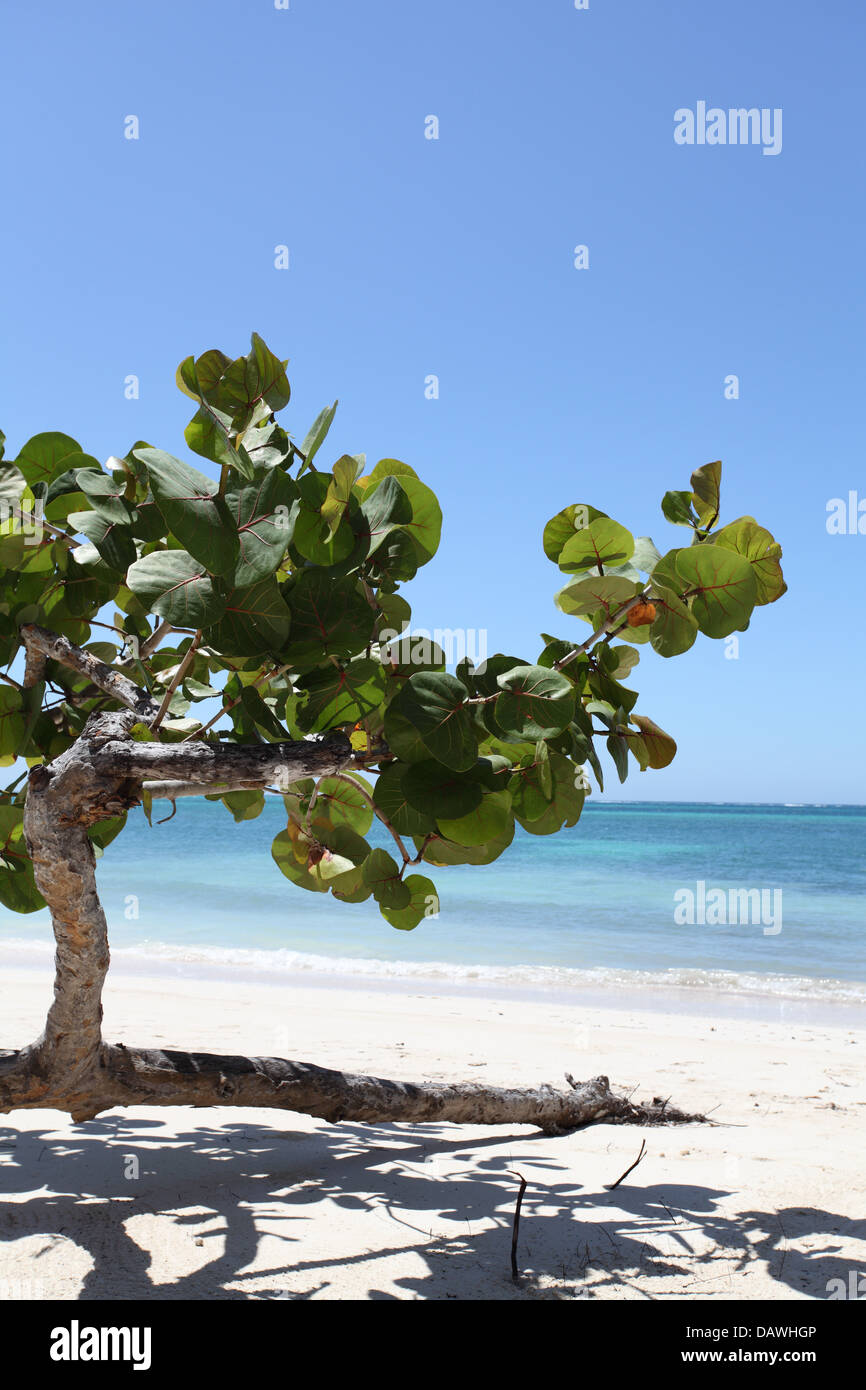 Belle plage de sable blanc, Playa Esmeralda, Cuba Banque D'Images