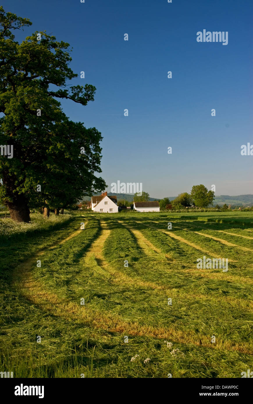 Une prairie en été avec de l'herbe fraîchement tondue en lignes en attente de collecte. Banque D'Images