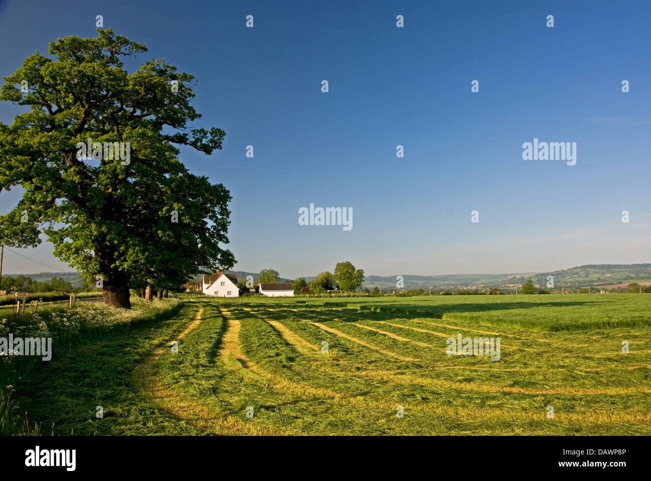 Une prairie de Cotswold en été avec de l'herbe fraîchement tondue en lignes en attente de collecte. Banque D'Images