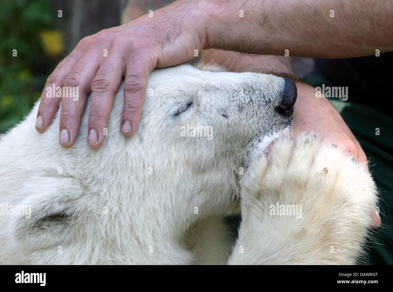 'L'ours polaire Knut' bénéficie d'un bras aspirant dans le zoo de Berlin, Allemagne, 11 juin 2006. Photo : Arno Burgi Banque D'Images
