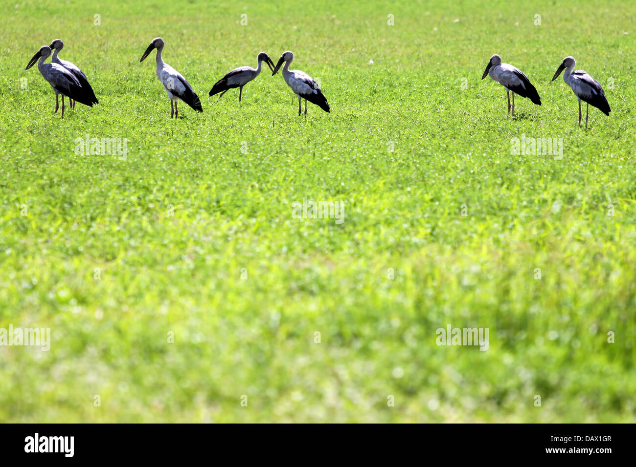 Egret est un groupe, sur la prairie sous le soleil de la lumière du jour. Banque D'Images