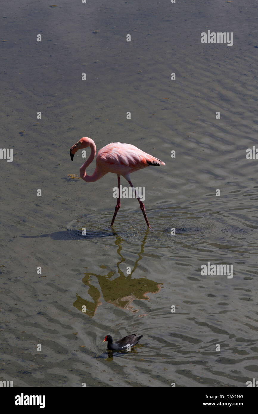 Les flamants roses, Phoenicopterus ruber, lagon d'eau salée, l'île Isabela, îles Galapagos, Equateur Banque D'Images