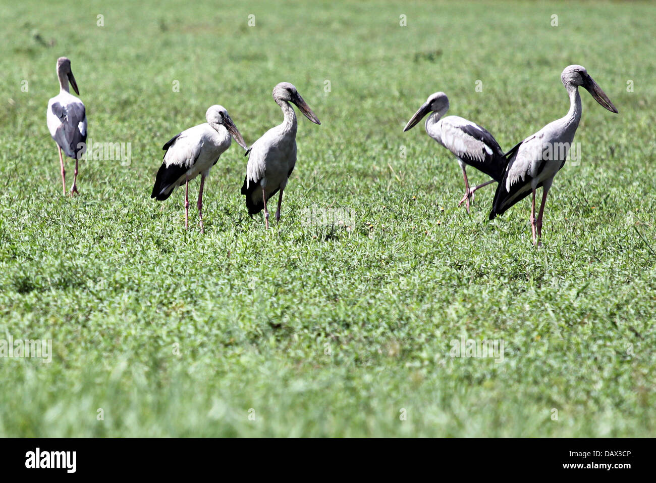 Egret est un groupe, sur la prairie sous le soleil de la lumière du jour. Banque D'Images