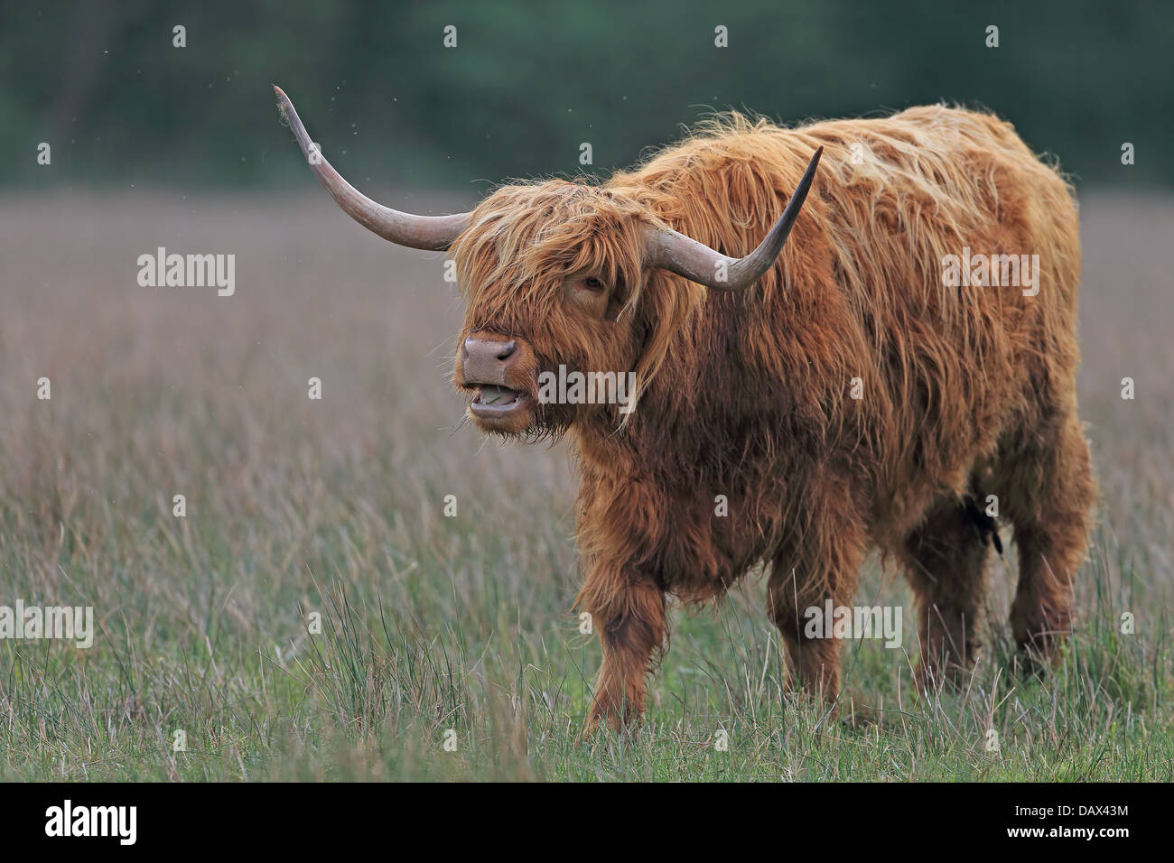 Gaélique écossais (Highland cattle Bò Ghàidhealach Banque D'Images