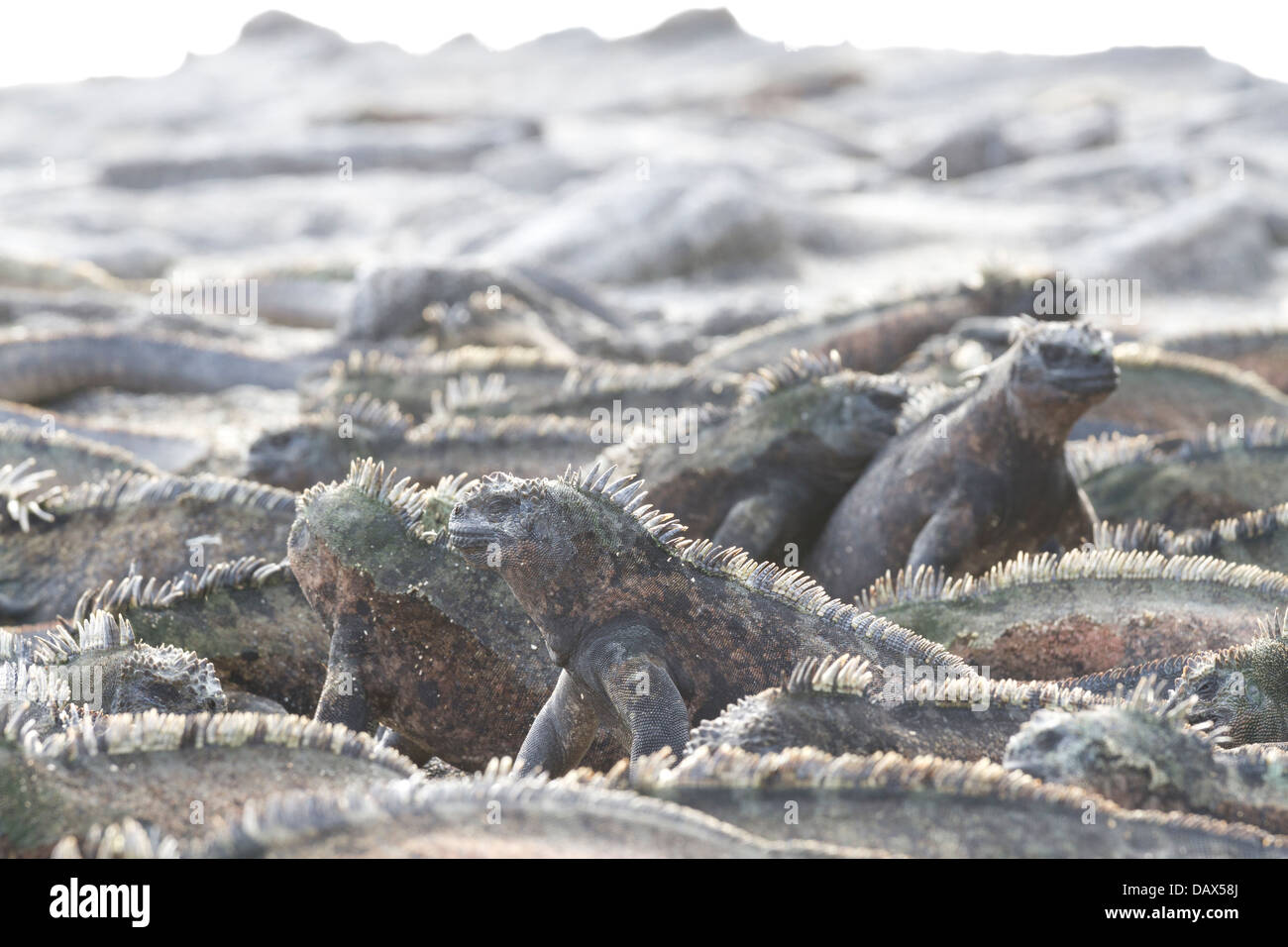 Iguane marin, Amblyrhynchus cristatus, Punta Espinoza, Fernandina Island, îles Galapagos, Equateur Banque D'Images