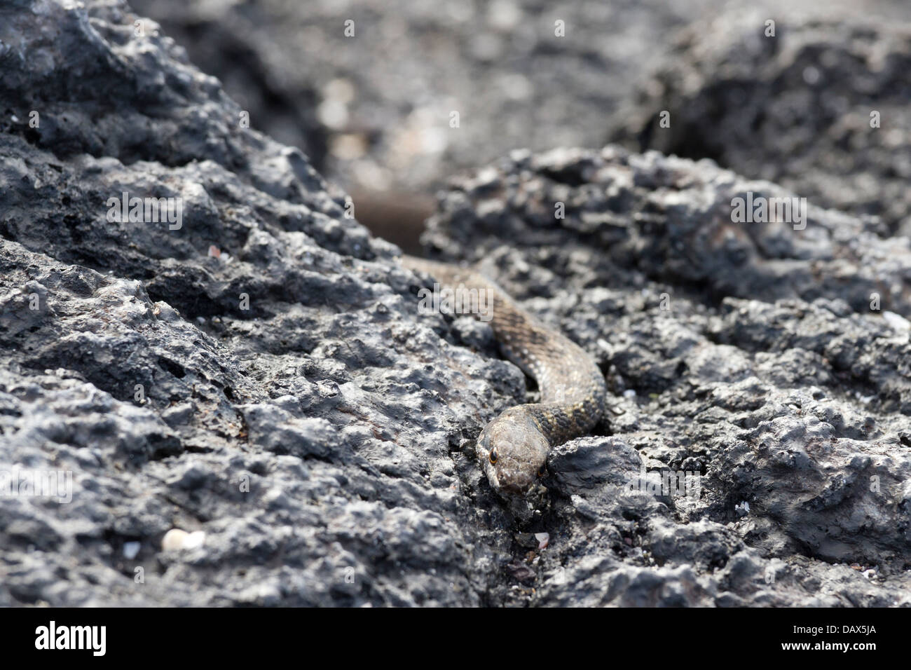 Serpent des rochers Banque de photographies et d’images à haute — free download