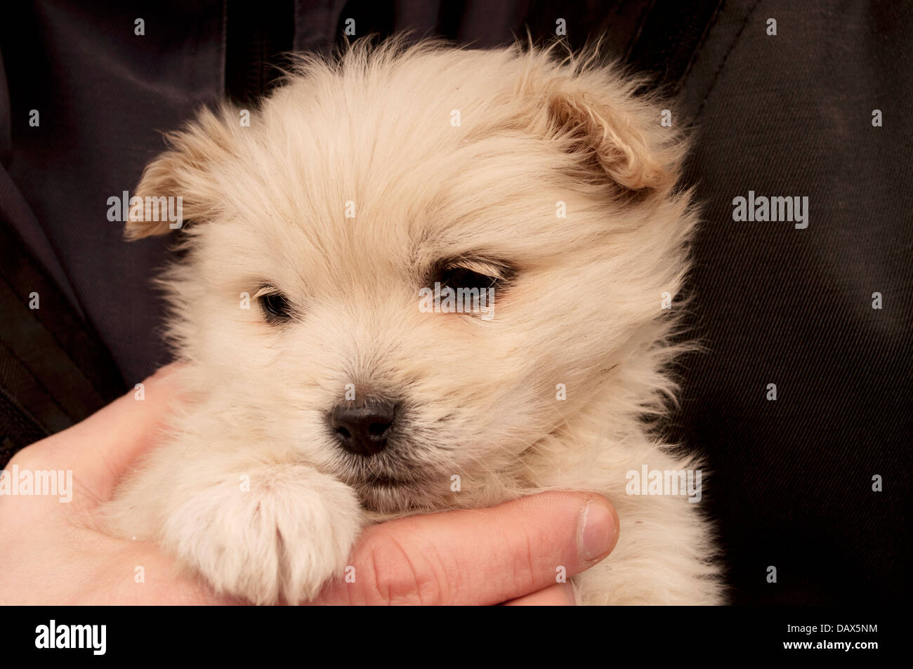 Chiot Banque D'Images