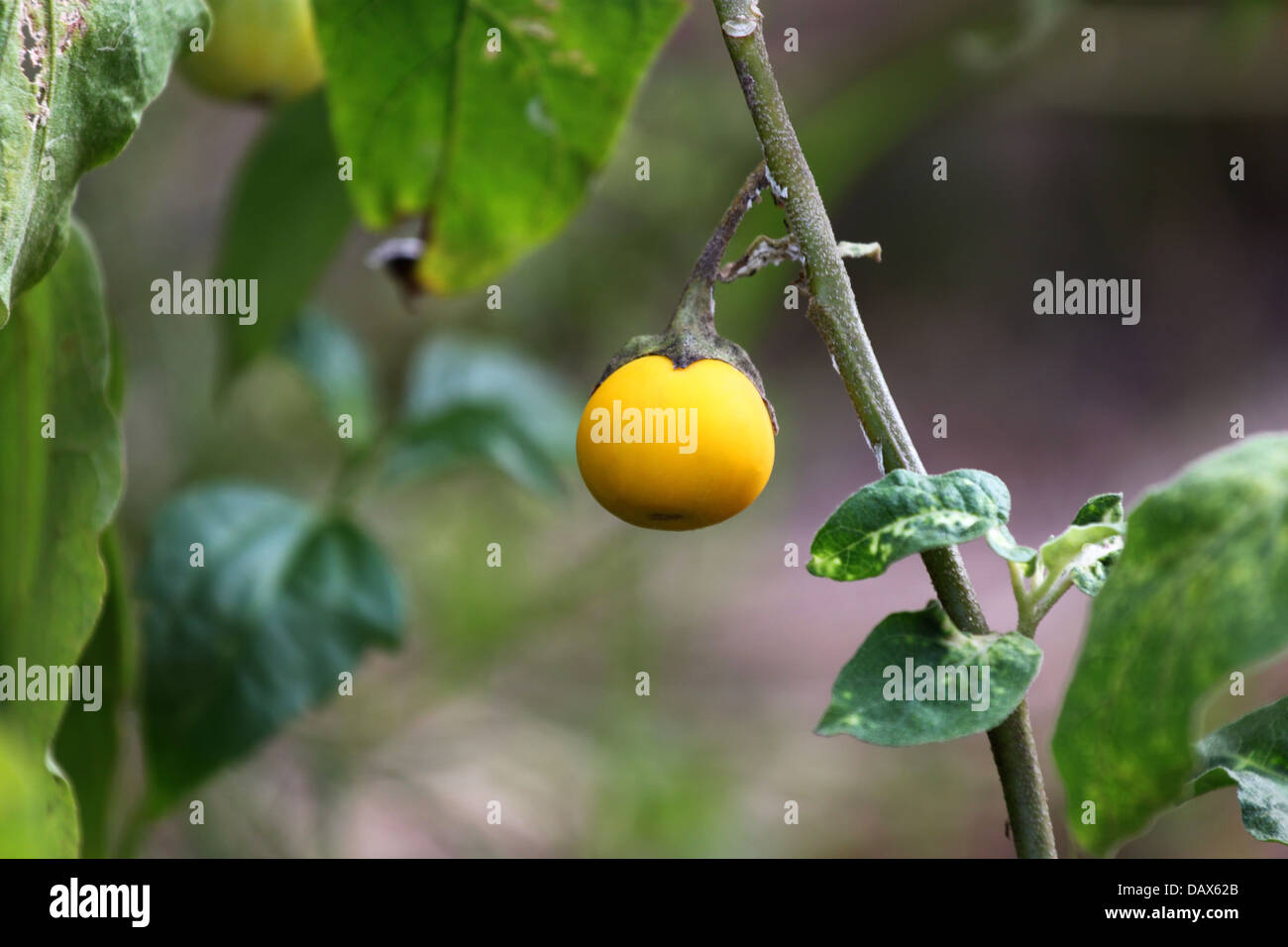 L'aubergine est couleur jaune dans le jardin. Banque D'Images