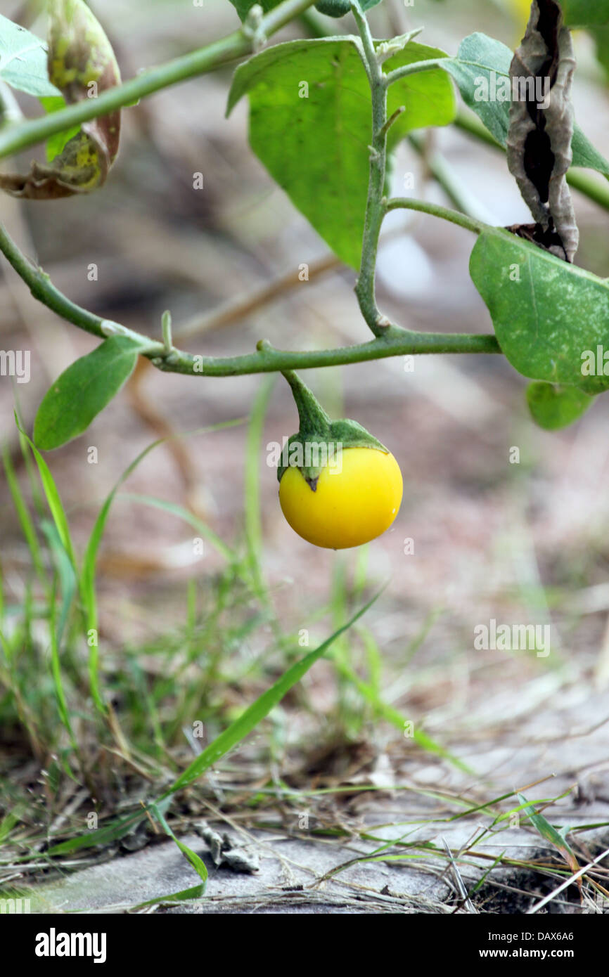 L'aubergine est couleur jaune dans le jardin. Banque D'Images