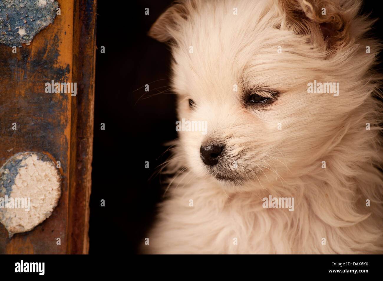 Chiot Banque D'Images