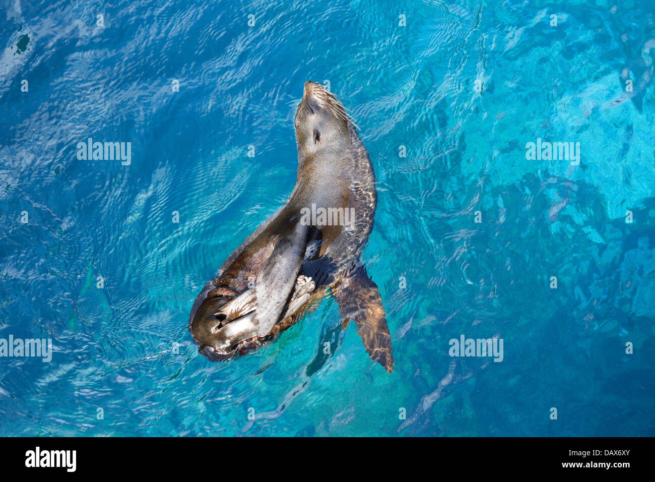 Fourrure Galapagos, Arctocephalus galapagoensis, Puerto Egas, l'île de Santiago, îles Galapagos, Equateur Banque D'Images