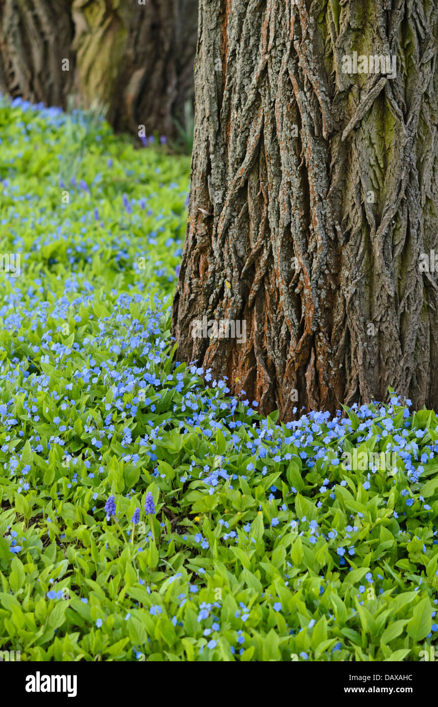 Blue-eyed Mary (omphalodes verna) Banque D'Images