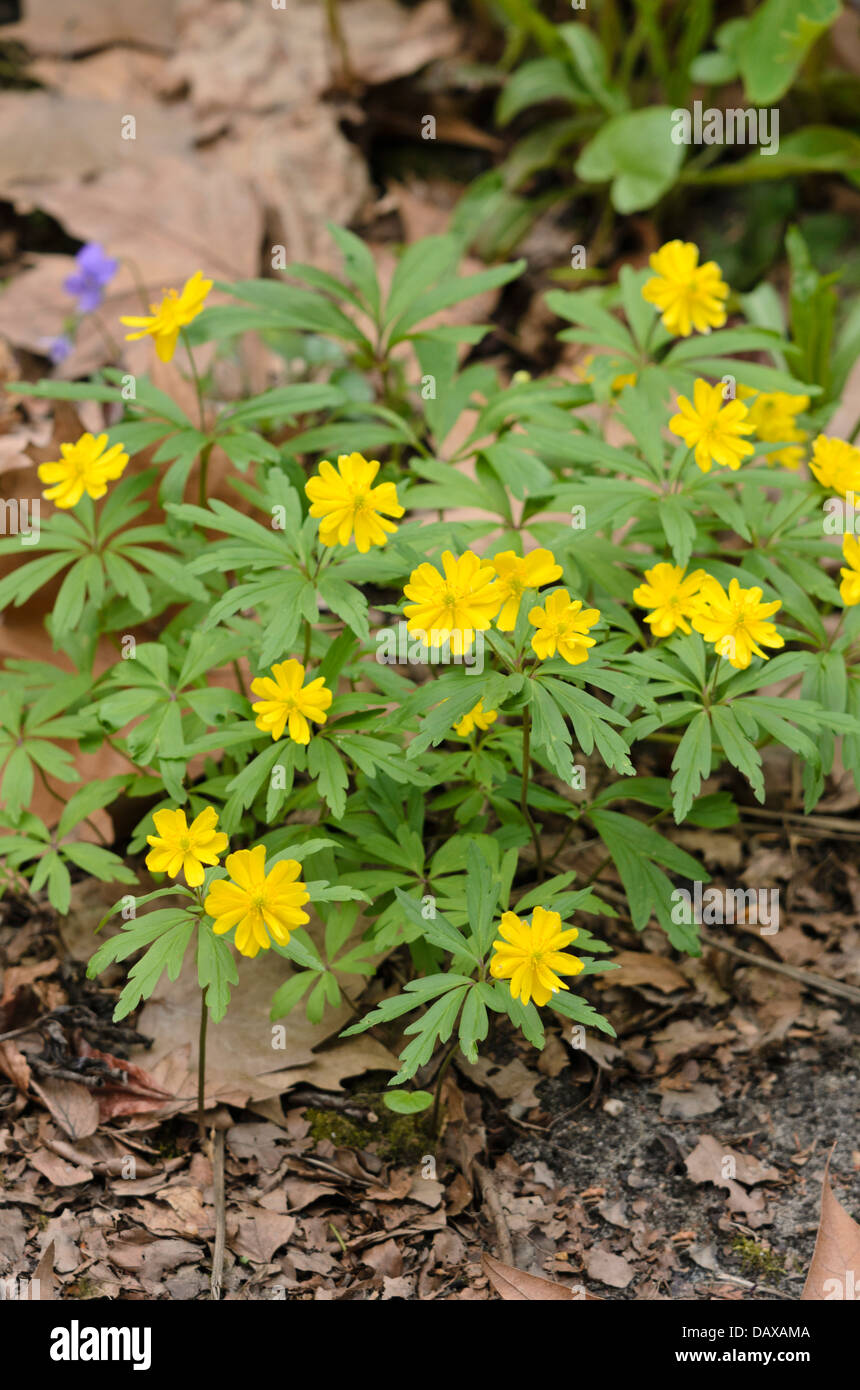 Anémone jaune (anemone ranunculoides 'emiplena') Banque D'Images
