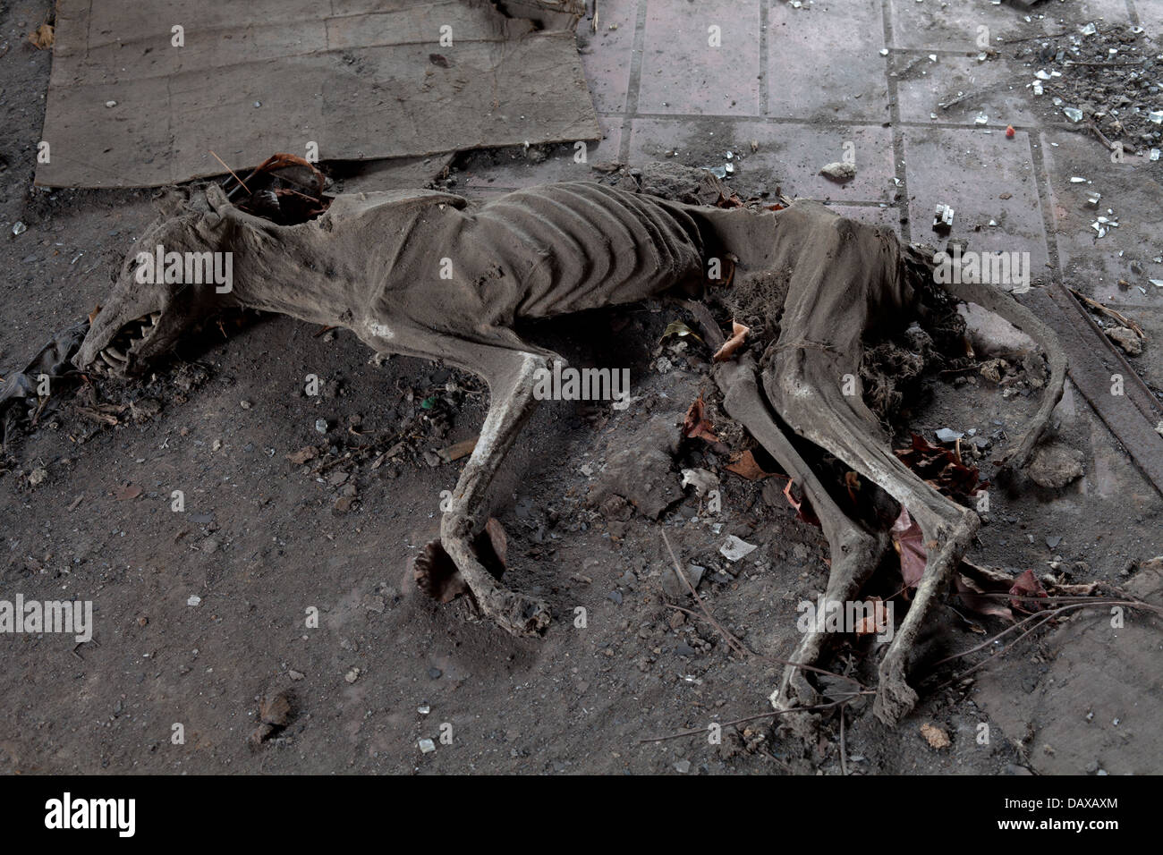 Urbex - chien momifié, à la lumière du traitement HDR Banque D'Images