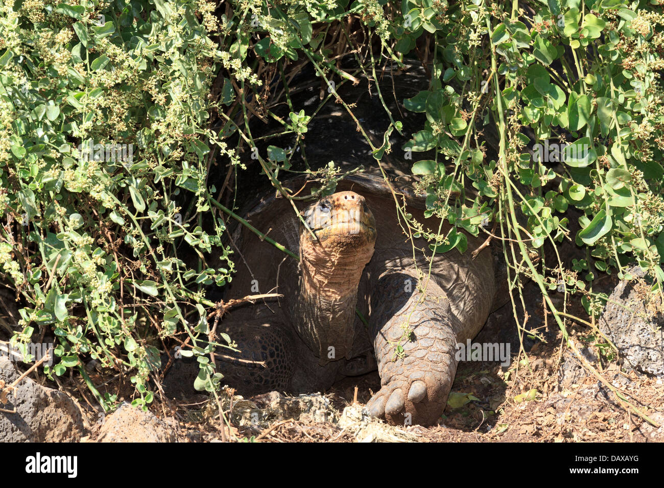 Tortues géantes, Charles Darwin Research Station, l'île de Santa Cruz, Galapagos, Equateur Banque D'Images