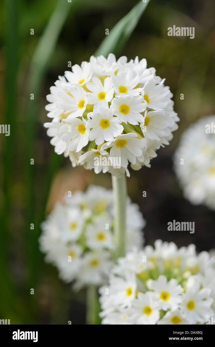 Drumstick primula denticulata (primrose 'Alba') Banque D'Images