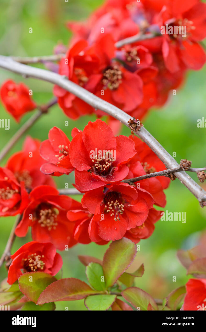 Flowering quince (chaenomeles x superba) Banque D'Images