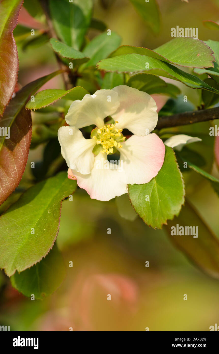 (Chaenomeles speciosa cognassier chinois 'moerloosei') Banque D'Images