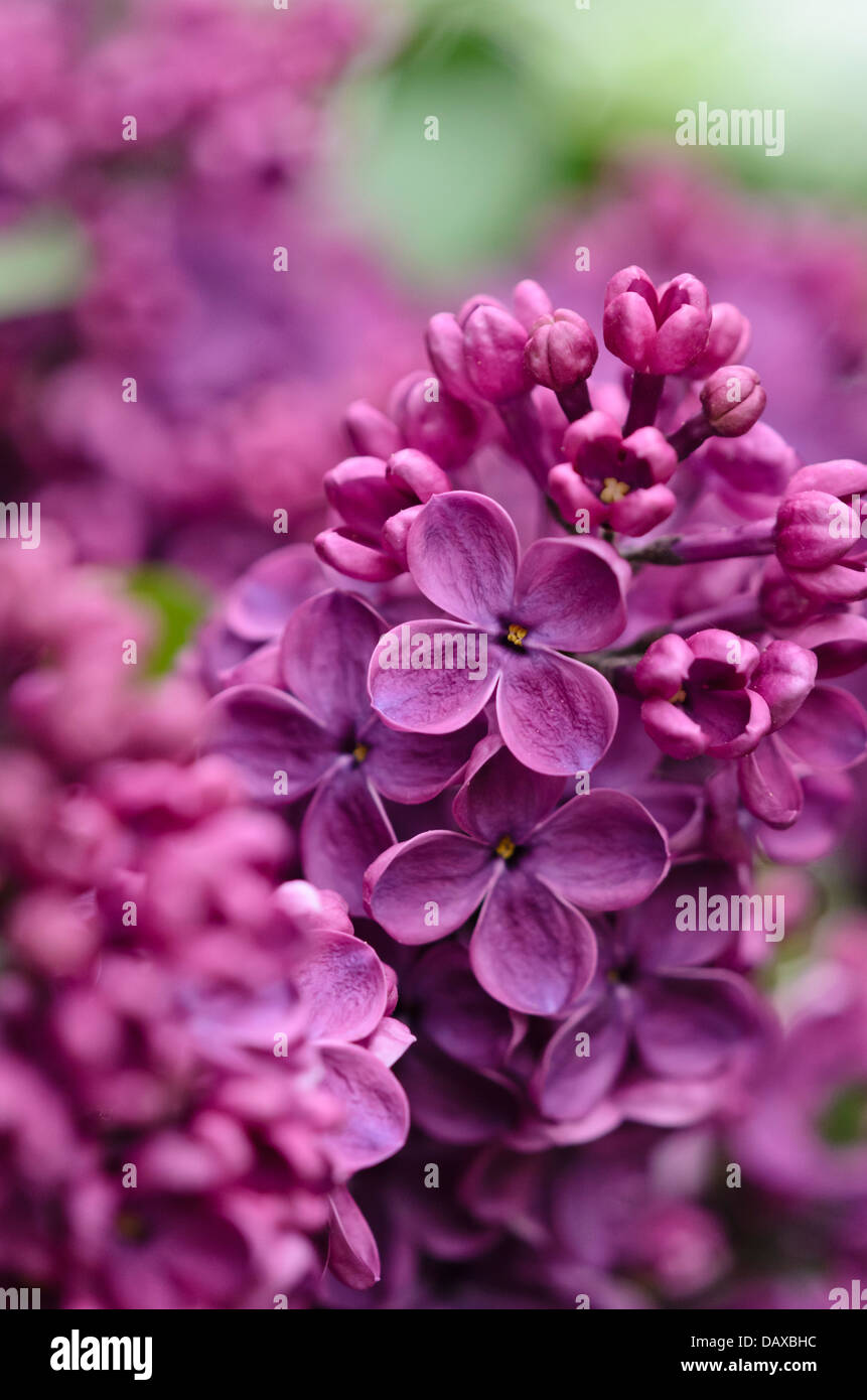Le lilas commun (Syringa vulgaris 'andenken un ludwig späth') Banque D'Images