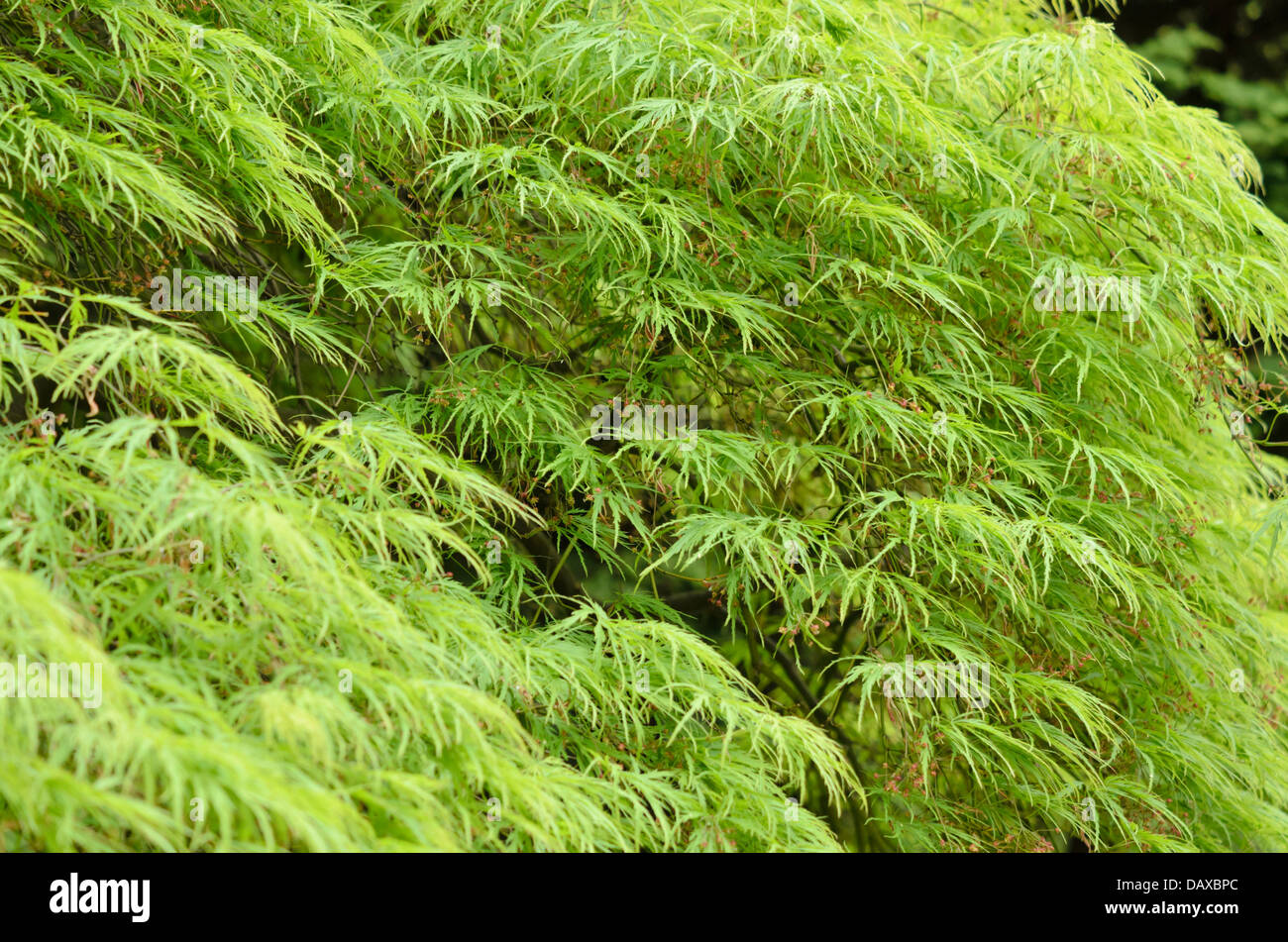 L'érable japonais (Acer palmatum 'dissectum') Banque D'Images