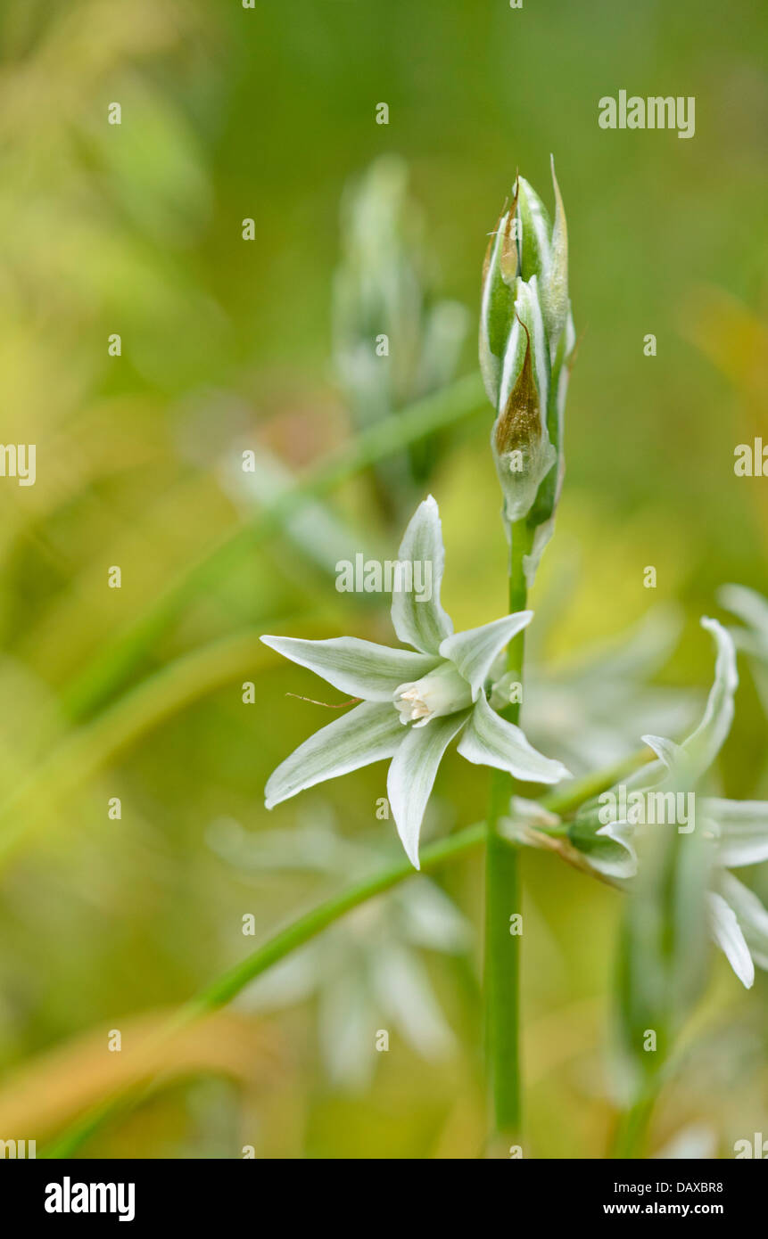 Star signe de Bethléem (ornithogalum nutans) Banque D'Images