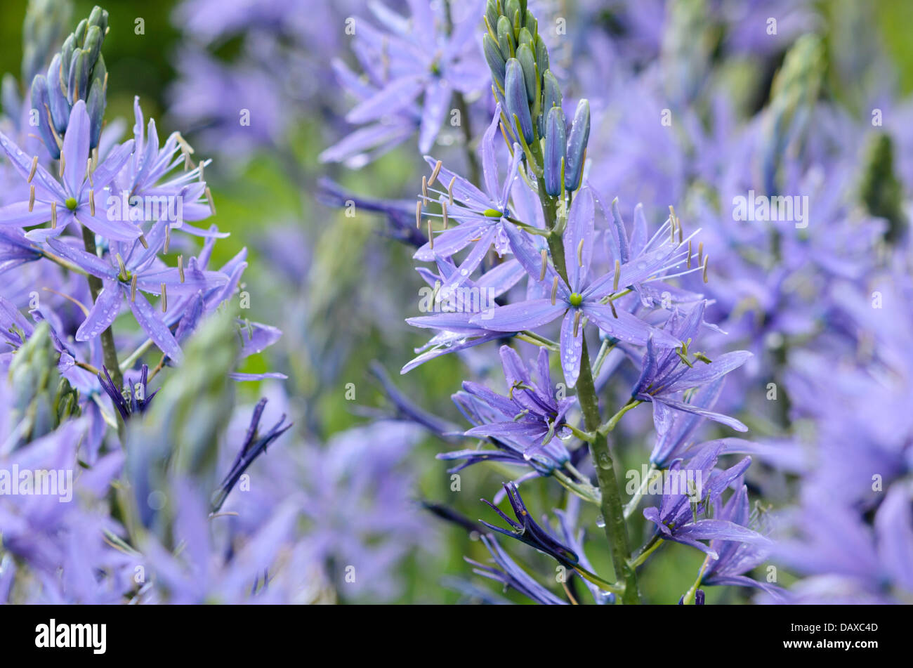 Large camas (Camassia leichtlinii) Banque D'Images