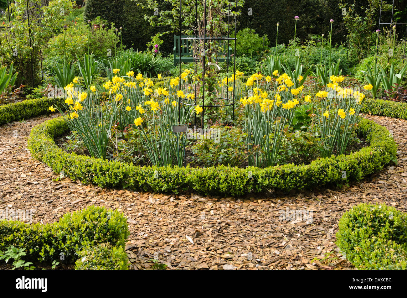 Les jonquilles (Narcissus) et le buis (Buxus) dans un jardin de roses. design : Marianne et detlef lüdke Banque D'Images