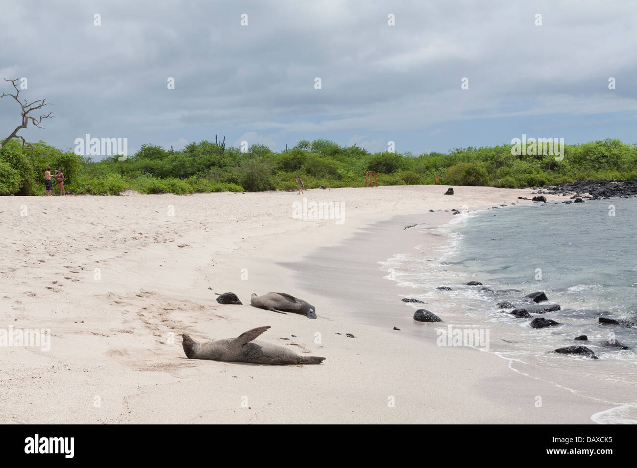 Lion de mer Galapagos, Zalophus wollebaeki, La Loberia, plage, San Cristobal Island, îles Galapagos, Equateur Banque D'Images