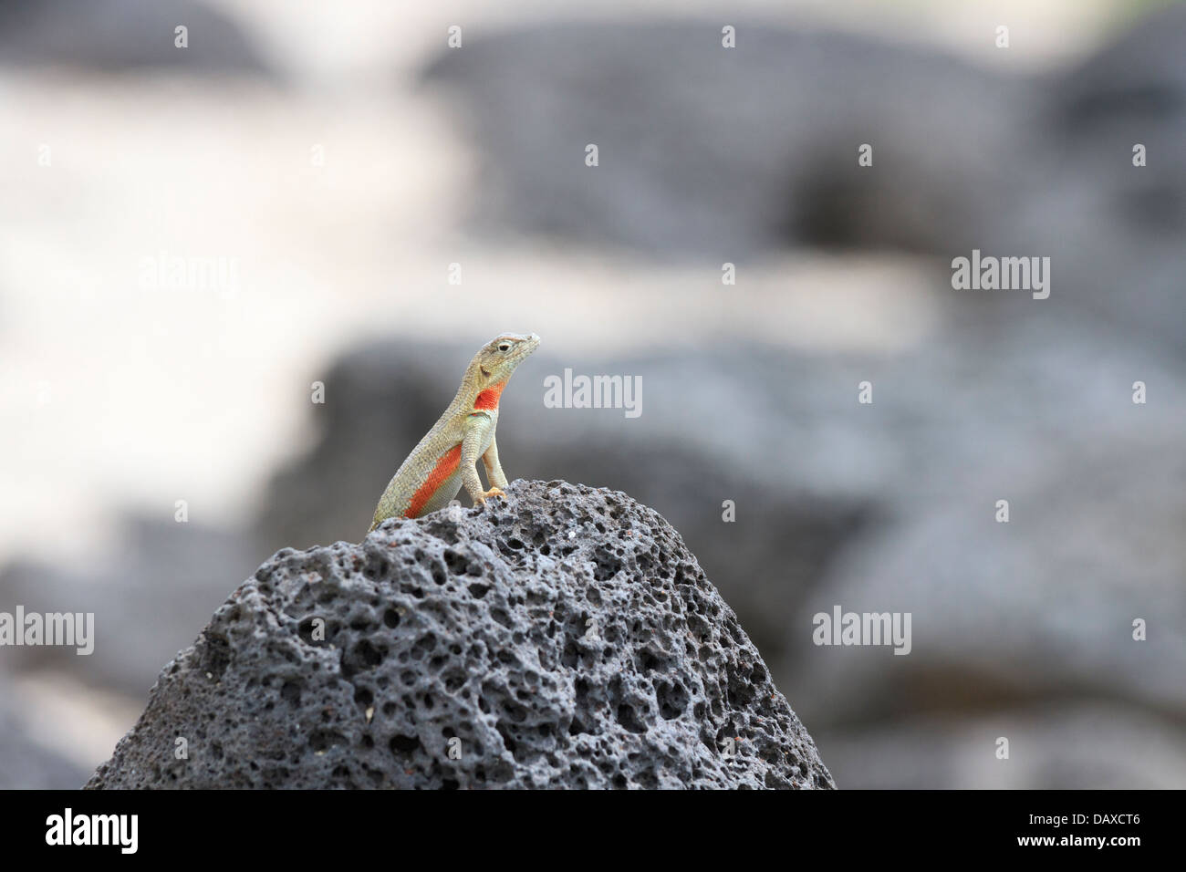 Lava Lizard, Microlophus Galapagos San Cristobal, Île, Îles Galapagos, Equateur Banque D'Images