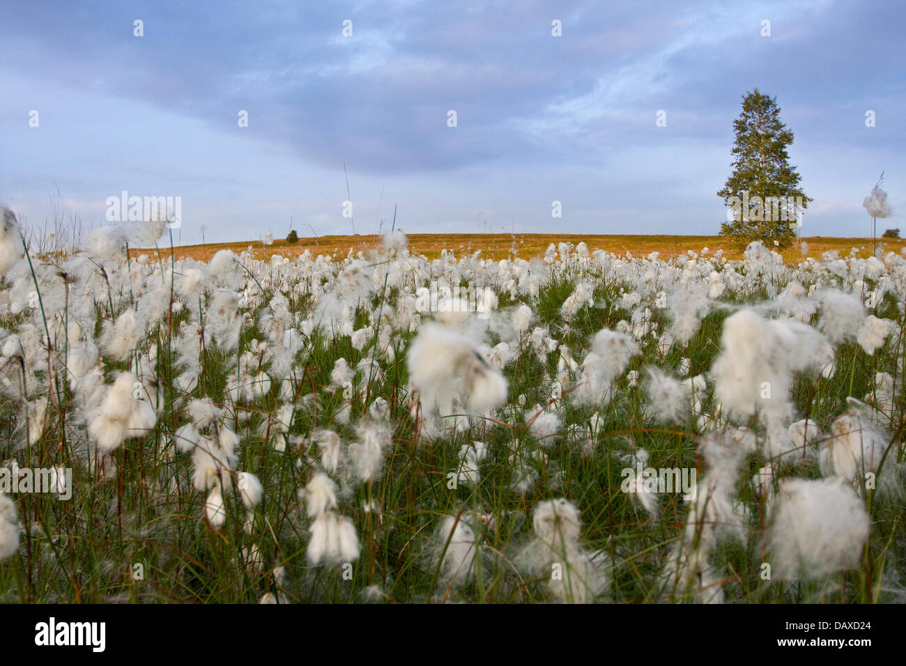 Dérives de linaigrette de prospérer sur des terres marécageuses à Houndkirk Moor près de Sheffield dans le Peak District UK. - Été Banque D'Images