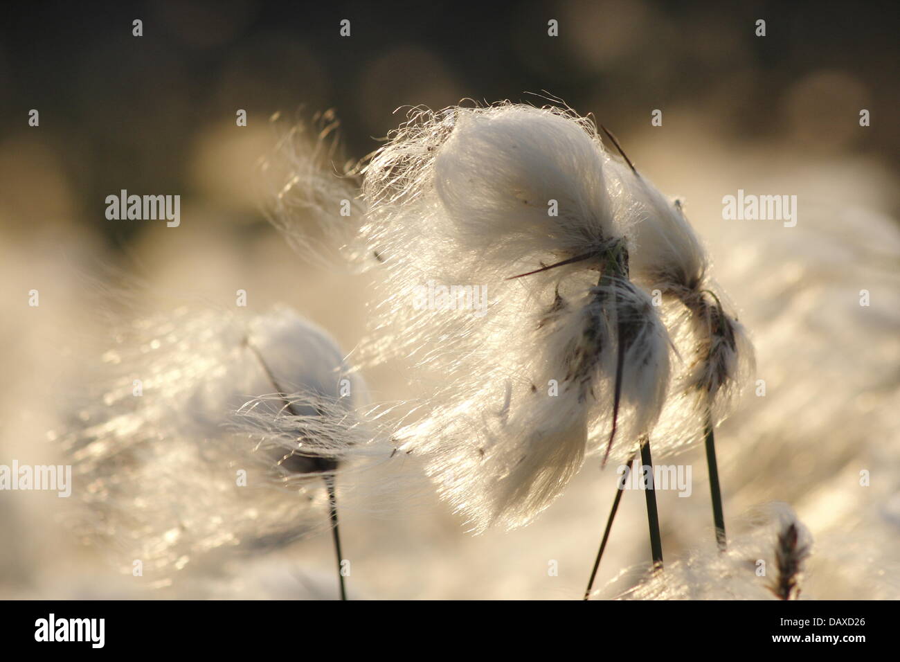 Dérives de linaigrette de prospérer sur Houndkirk Moor près de Sheffield dans le Peak District, au Royaume-Uni. - Été Banque D'Images